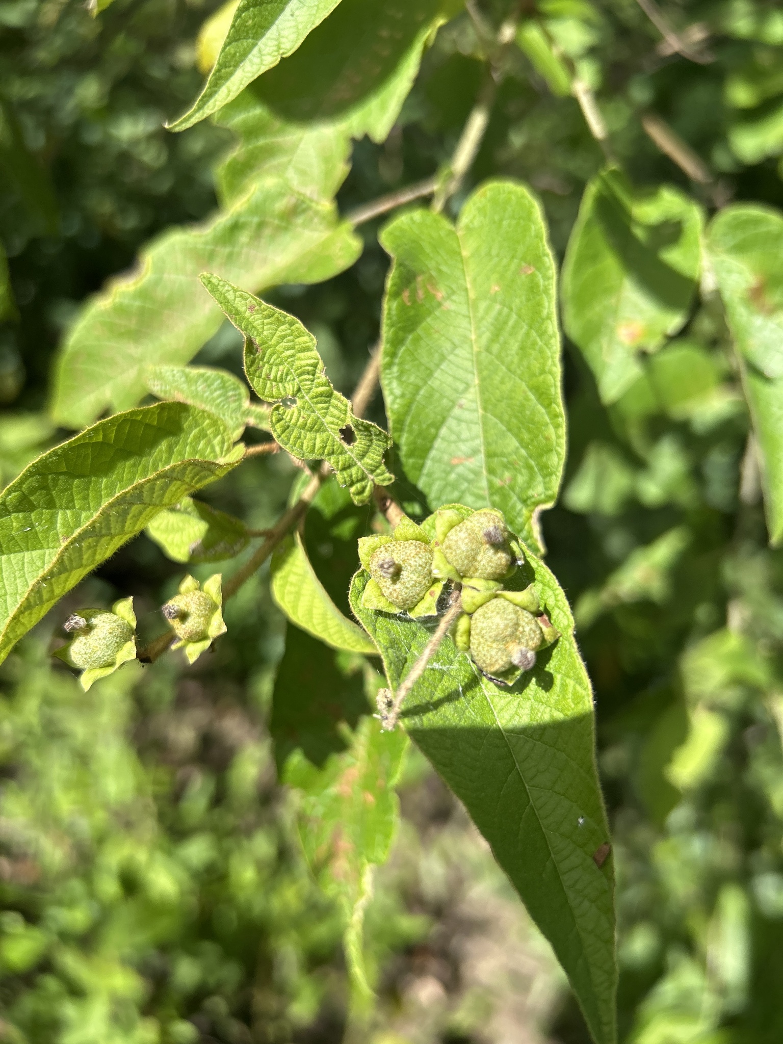 Croton blanchetianus