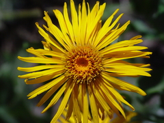 Inula
