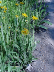 Inula