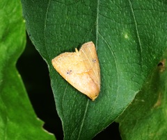Rivula inconspicua
