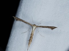 Stenoptilodes taprobanes
