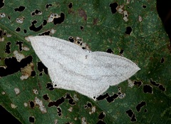 Acropteris ciniferaria