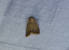 Anachrostis
