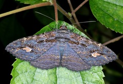 Anisoneura salebrosa