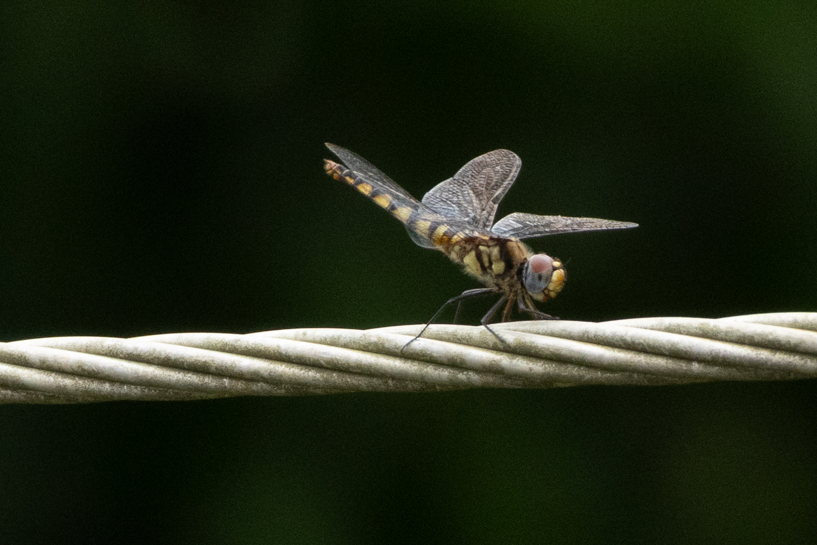 Greater Crimson Glider