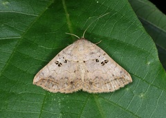 Blasticorhinus rivulosa