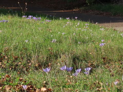 Crocus kotschyanus