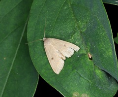 Bocula caradrinoides