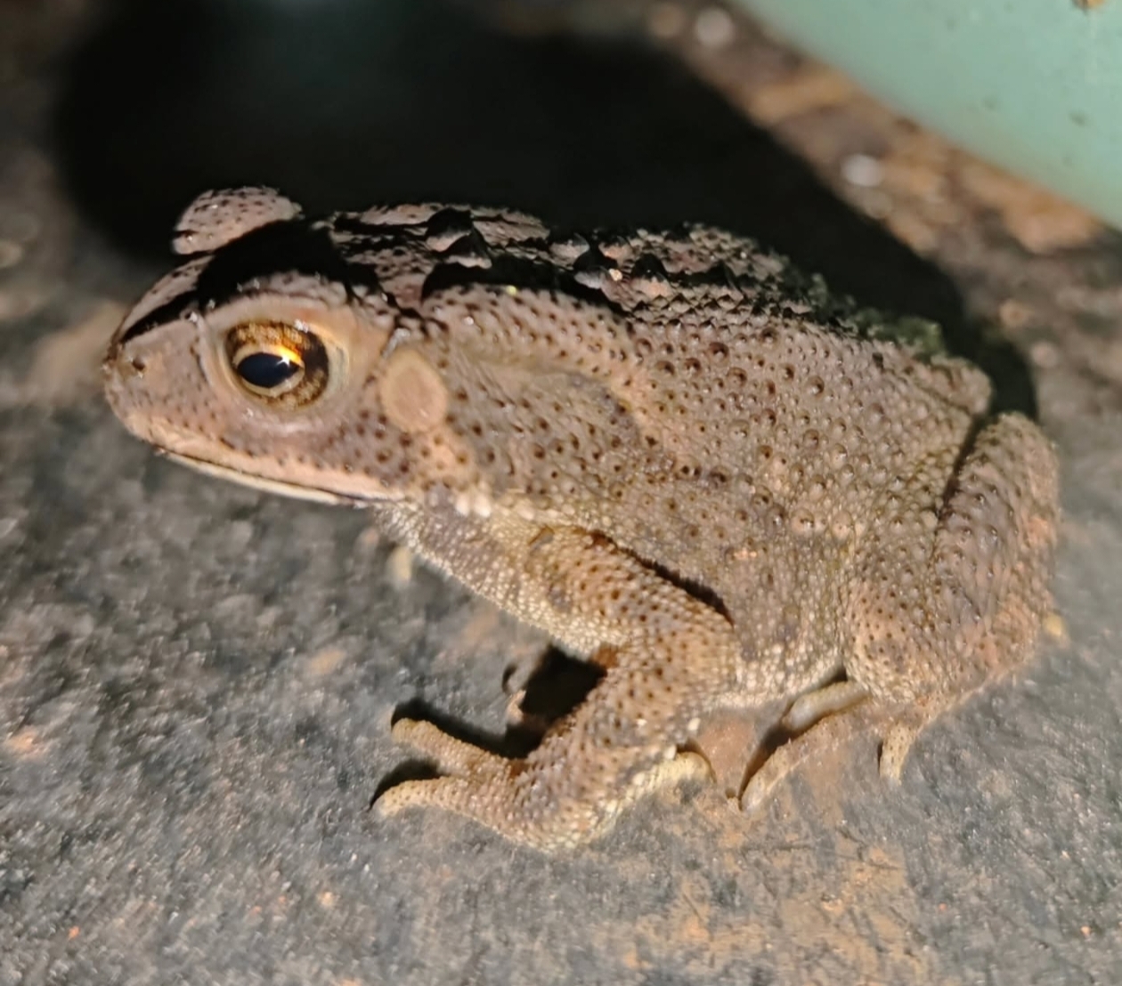 Indian Common True Toad