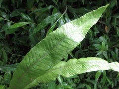 Microsorum membranaceum