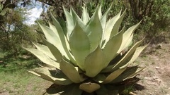 Agave scaposa