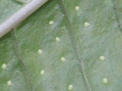 Microsorum membranaceum