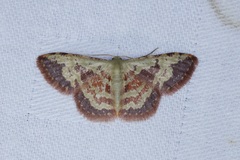 Idaea vacillata