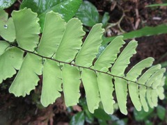 Adiantum soboliferum