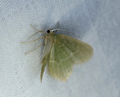 Idiochlora minuscula