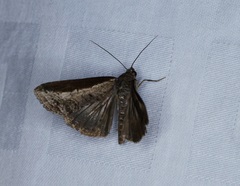 Lophoptera squammigera