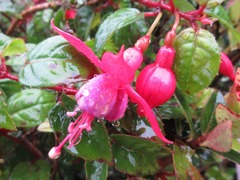 Fuchsia × hybrida