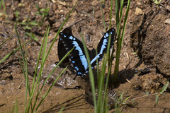 Papilio oribazus