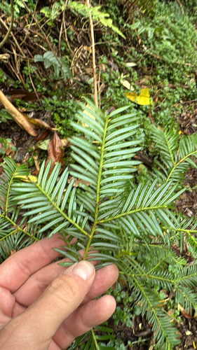 Pectinopitys standleyi (Pectinopitys standleyi)