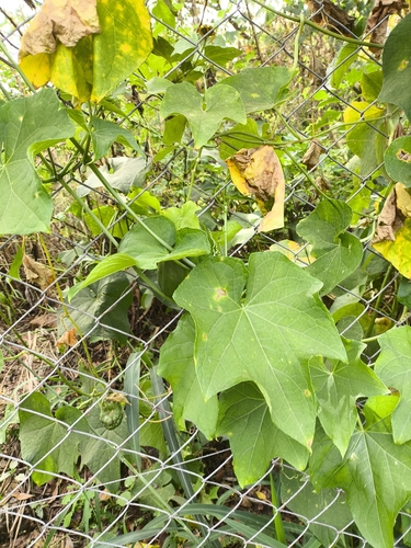 Sechium edule