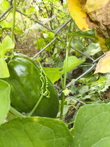 Sechium edule