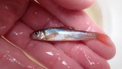 Moxostoma macrolepidotum