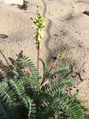 Astragalus nuttallii