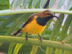 Cinnyris jugularis frenatus