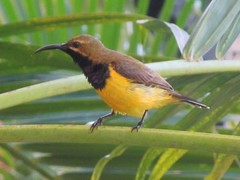 Cinnyris jugularis frenatus