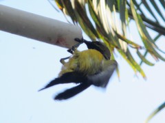Cinnyris jugularis frenatus