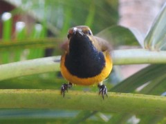 Cinnyris jugularis frenatus