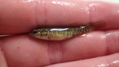 Umbra limi