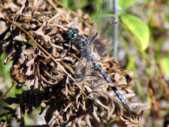 Aeshna canadensis