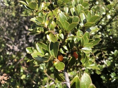 Coprosma montana
