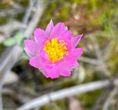 Rhodanthe manglesii