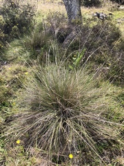 Deschampsia nubigena
