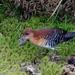 Rufous-faced Crake - Photo (c) Hector Bottai, some rights reserved (CC BY-SA)