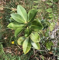 Myrsine lessertiana