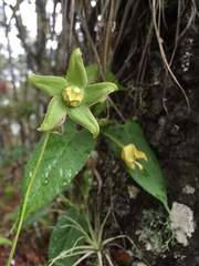 Gonolobus uniflorus