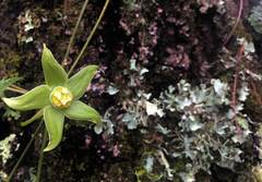 Gonolobus uniflorus