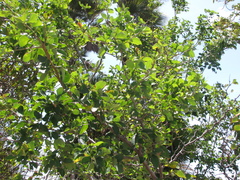 Pithecellobium keyense