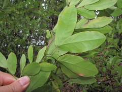 Pithecellobium keyense