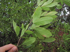 Pithecellobium keyense