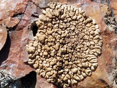 Acarospora rosulata