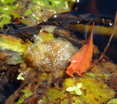 Galerucella nymphaeae