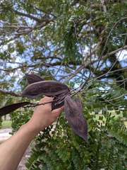 Peltophorum pterocarpum