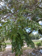 Peltophorum pterocarpum