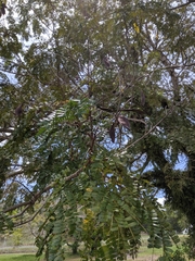 Peltophorum pterocarpum