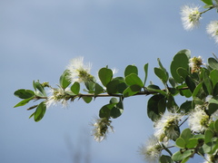 Pithecellobium lanceolatum