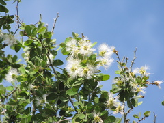 Pithecellobium lanceolatum